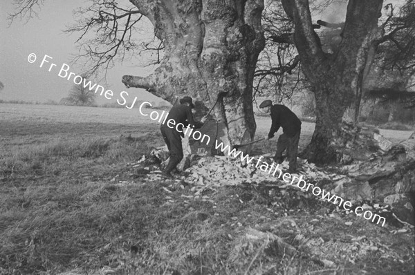 TREE FELLING AND WOODCHOPPING